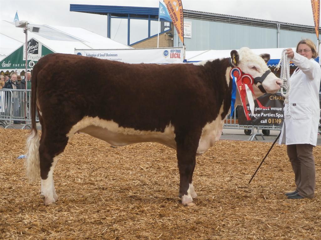 Nicholashayne Herefords - South Western Hereford Association