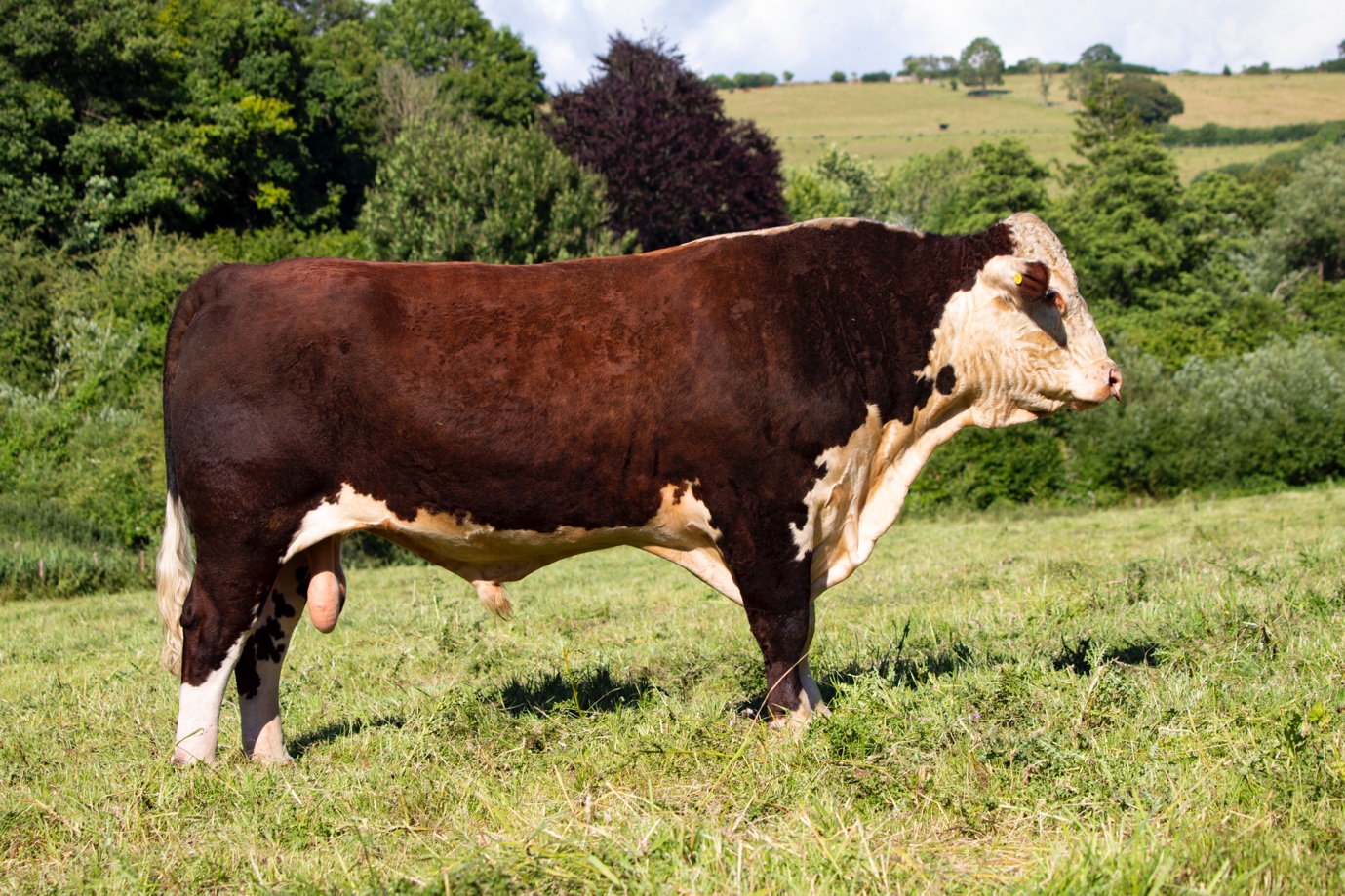 Current stockbull – Kinglee 1 The New One – 1st Placed Stock bull SW Small herd competition 2022