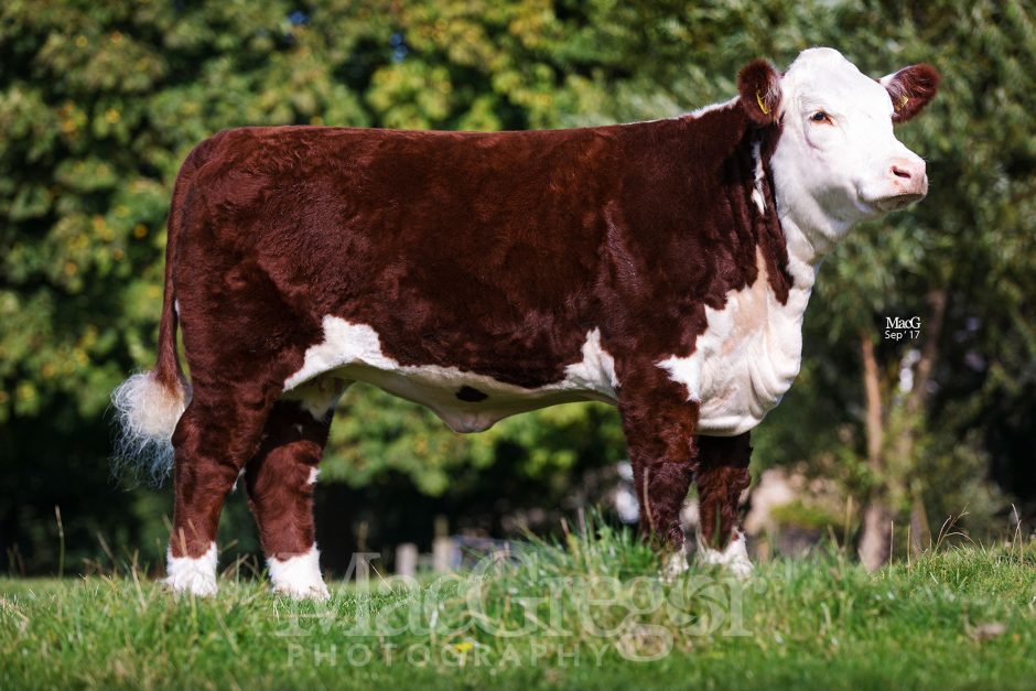 Top Priced heifer sold to date – Midford 1 Kate 2nd – Sold Designer Genes 2021 (5400gns)